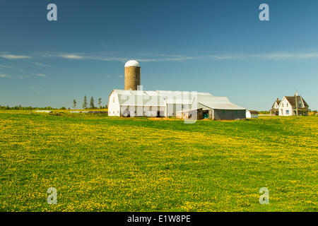 Bauernhof, Springfield, Prince Edward Island, Canada Stockfoto