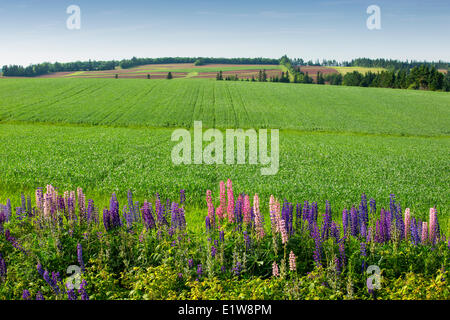 Getreidefeld, Crapaud, Prince Edward Island, Canada Stockfoto
