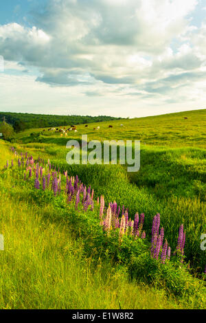 Lupinen und Vieh, Pleasant Valley, Prince Edward Island, Canada Stockfoto