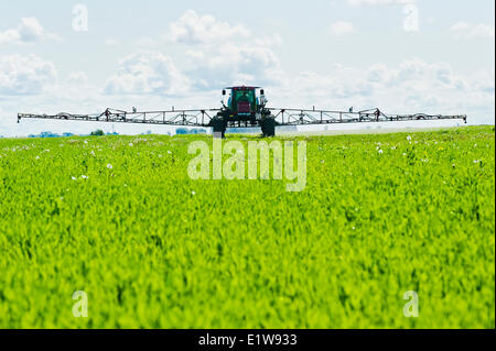 Besprühen frühen Wachstum Weizen, (Chemikalieneinsatz) mit Herbiicide in einem sehr nassen Feld in der Nähe von Dugald, Manitoba, Kanada Stockfoto