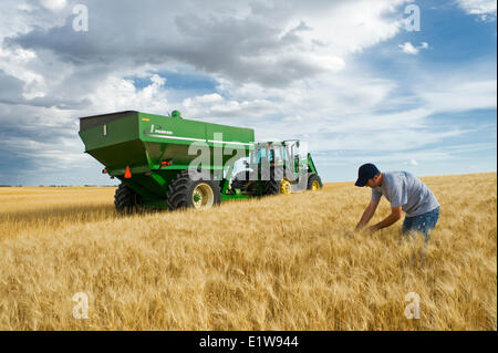 Junglandwirt in seiner Reife Hartweizen Weizenfeld während der Ernte Getreide Wagen im Hintergrund in der Nähe von Ponteix Saskatchewan Kanada Stockfoto