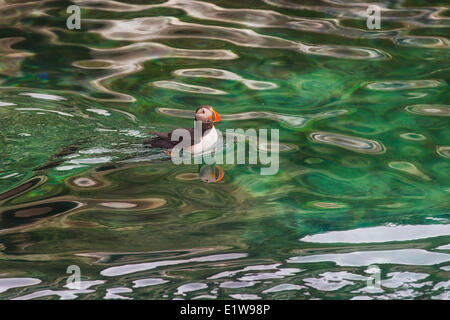 Papageitaucher (Fratercula Arctica), aus Möweninsel, Witless Bay ökologische Reserve, Neufundland, Kanada Stockfoto