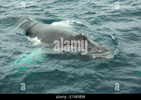 Buckelwal spritzenden, (Impressionen Novaeangliae, Witless Bay Ecological Reserve, Neufundland, Kanada Stockfoto