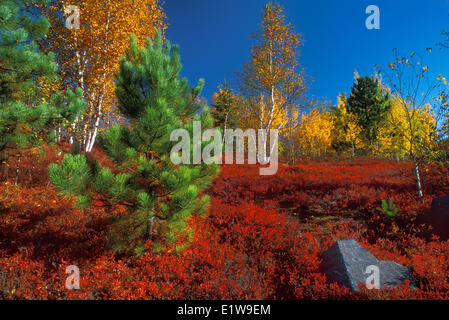 Junge Kiefern und Papier Bäume mit Heidelbeer-Abdeckung im Herbst landschaftlich schön, Worthington, Ontario, Kanada Stockfoto