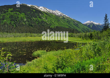 Feuchtgebiet und den Coast Mountains in der Nähe von Bob Quinn Lake entlang dem Stewart-Cassiar Highway, Britisch-Kolumbien, Kanada Stockfoto