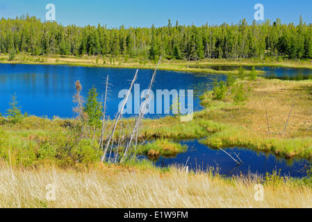 Feuchtgebiet, in der Nähe von Yellowknife, Northwest Territories, Kanada Stockfoto