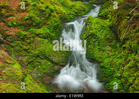 Dickson Creek in Dickson verliebt sich in Fundy National Park, New Brunswick, Kanada Stockfoto