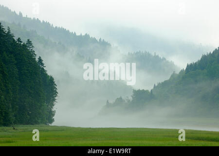 Acadian Wald und Sumpf im Nebel im Fundy National Park, New Brunswick, Kanada Stockfoto