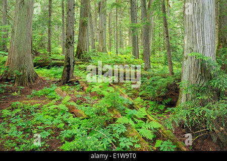 Alten Waldbestands im gemäßigten Regenwald im Landesinneren auf Giant Cedars Trail Mount Revelstoke National Park in British Columbia Kanada Stockfoto