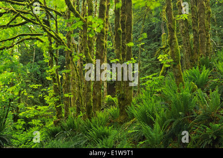 Üppigen immergrünen Wald, Goldstream Provincial Park in British Columbia, Kanada Stockfoto