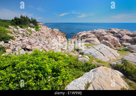 Felsenküste am Cabot Trail Lakies Cove, Cape Breton Highlands National Park, Nova Scotia, Kanada Stockfoto