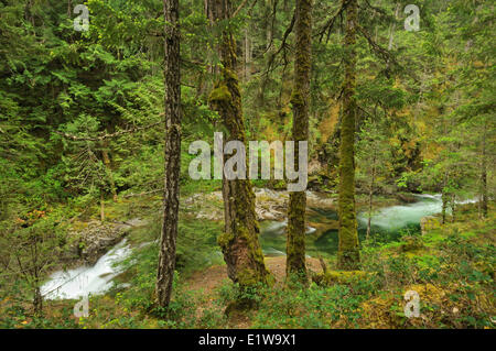 Little Qualicum River mit üppigen Wachstum im Küstenwald, Little Qualicum Falls Provincial Park, Britisch-Kolumbien, Kanada Stockfoto