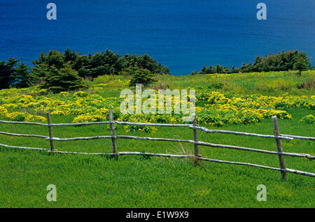 Holzzaun auf einer Wiese von Sumpfdotterblumen entlang St. Georges Bay, Neufundland, Kanada Stockfoto