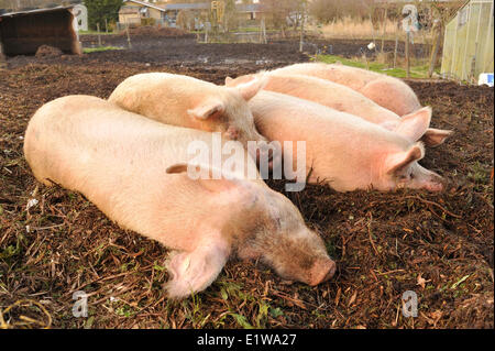 Schlafende Schweine, Saanich Peninsula, Vancouver Island, British Columbia, Kanada Stockfoto