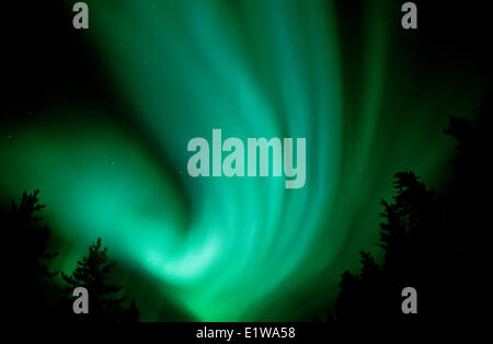 Nordlicht oder Aurora Borealis, Wood Buffalo National Park, Nordwest-Territorien, Kanada Stockfoto