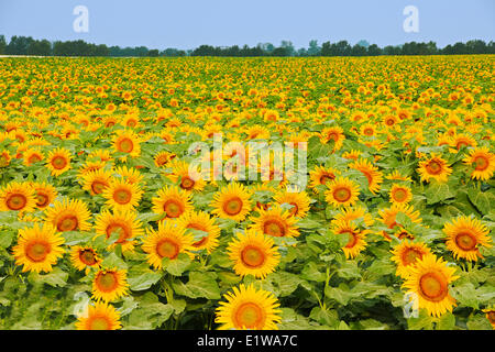 Feld von Sonnenblumen, Dugald, Manitoba, Kanada Stockfoto