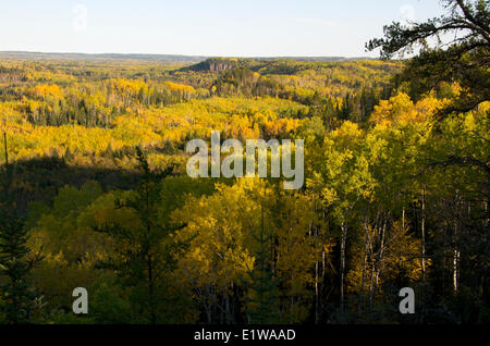 Aspen, Birke, Kiefer und Fichte Bäume im Herbst. Nord-Ontario, Kanada. Stockfoto