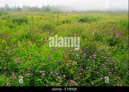 Disteln im Teich Cove, Brier Island, Nova Scotia, Kanada Stockfoto