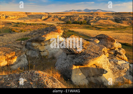 Hoodoos im Ödland entlang den Milk River (UNESCO Weltkulturerbe), Writing-On-Stone Provincial Park, Alberta, Kanada Stockfoto