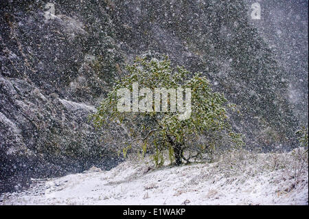 Crab Apple Tree während Schneesturm, Great Bear Rainforest, British Columbia, Kanada Stockfoto