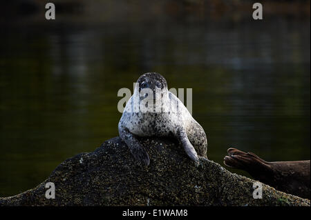 Hafen von Dichtung (Phoca Vitulina) ruht auf einem Felsen Barnacle bedeckt, Great Bear Rainforest, British Columbia, Kanada Stockfoto