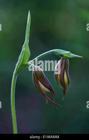 Berg-Frauenschuh, (Cypripedium Montanum) Waterton Lakes National Park, Alberta, Kanada Stockfoto