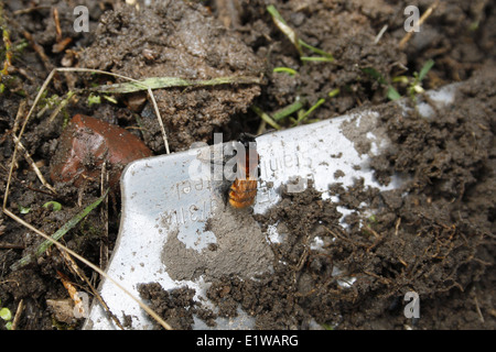 weibliche Tawny Mining Bee auf Edelstahl Kelle Klinge Andrena fulva Stockfoto