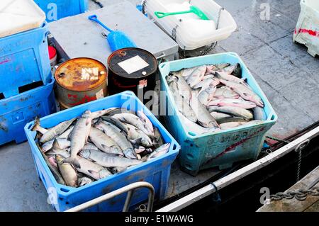 Chum Lachs (Oncorhynchus Keta) Lagerung im Container auf einem Fisch-Boot in Cowichan Bay, BC, Kanada Stockfoto