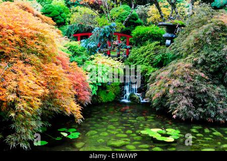 Der japanische Garten in den Butchart Gardens in Victoria, BC, Kanada Stockfoto