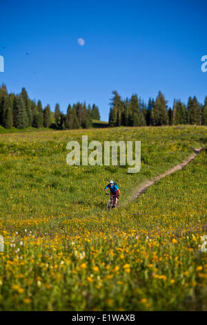 Ein männliche Mountainbiker reitet der 401 Trail, Crested Butte, CO Stockfoto