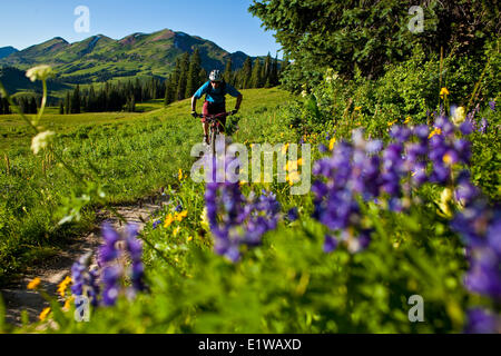 Ein männliche Mountainbiker reitet der 401 Trail, Crested Butte, CO Stockfoto