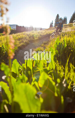 Ein männliche Mountainbiker reitet der 401 Trail, Crested Butte, CO Stockfoto