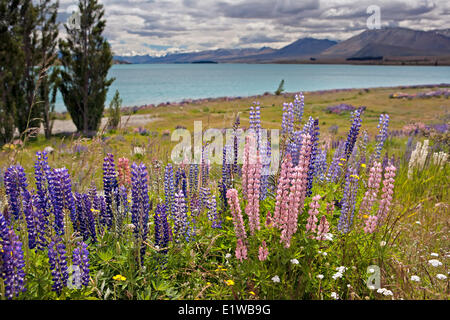 Russell Lupinen, (Lupinus Polyphyllus), an den Ufern des Lake Tekapo, Südinsel, Neuseeland. Stockfoto