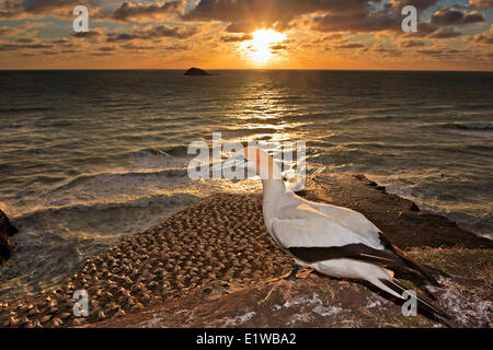 Basstölpel (Morus Serrator oder Sula Bassana) an die Muriwai Tölpelkolonie während Sonnenuntergang Muriwai Beach Muriwai in der Nähe von Auckland Stockfoto