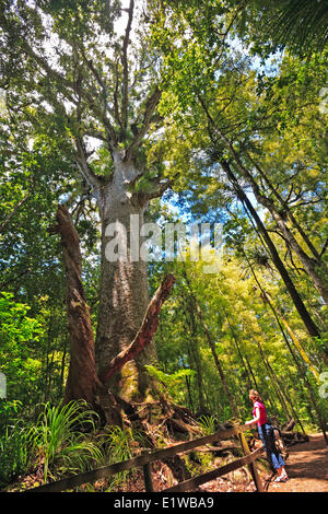 Großer Kauri-Baum (Agathis Australis), entlang der Bush Walk in Waipoua Forest, Northland, Nordinsel, Neuseeland. Stockfoto