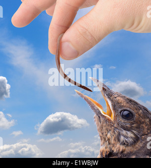 Konzept der Versuchung oder der frühe Vogel fängt den Wurm Stockfoto