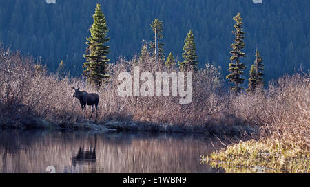 Elch (Alces Alces), Bowron Fluß Marsh, Bowron Lake Provincial Park, Britisch-Kolumbien, Kanada Stockfoto