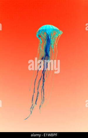 Jelly Fische im Vancouver Aquarium, British Columbia, Kanada Stockfoto