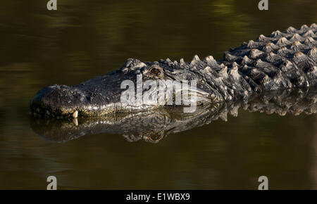 Amerikanischer Alligator (Alligator Mississippiensis) - Florida Stockfoto