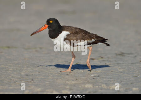 Amerikanischer Austernfischer (Haematopus Palliatus) - Fort Desoto State Park, Florida Stockfoto