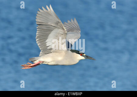 Schwarz-gekrönter Nachtreiher (Nycticorax Nycticorax) - Venedig Rookery Florida Stockfoto