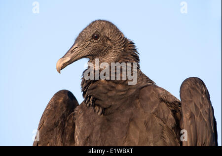 Mönchsgeier (Coragyps Atratus) - Kreis B Bar Reserve, Florida Stockfoto