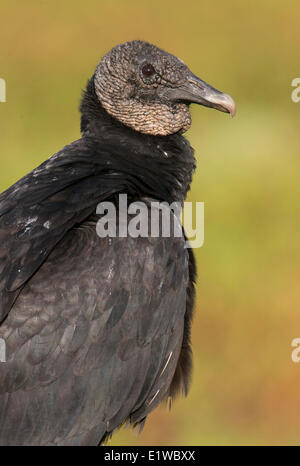 Mönchsgeier (Coragyps Atratus) - Kreis B Bar Reserve, Florida Stockfoto