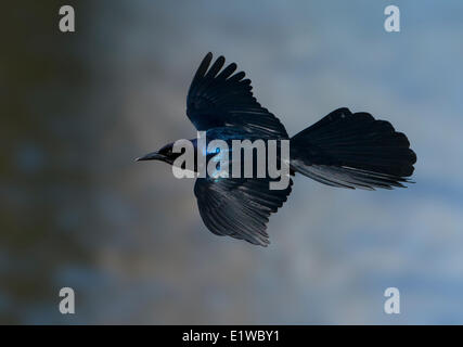 Boot-angebundene Grackle (Quiscalus großen) - venezianischen Gärten, Leesburg Florida Stockfoto