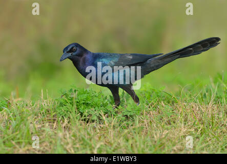 Boot-angebundene Grackle (Quiscalus großen) - venezianischen Gärten, Leesburg Florida Stockfoto