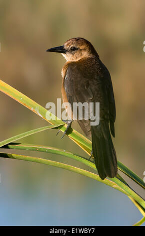 Boot-angebundene Grackle (Quiscalus großen) - venezianischen Gärten, Leesburg Florida Stockfoto