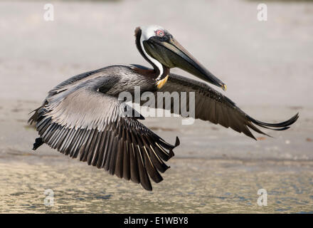 Brauner Pelikan (Pelecanus Occidentalis) - Fort Myers Beach, Florida Stockfoto