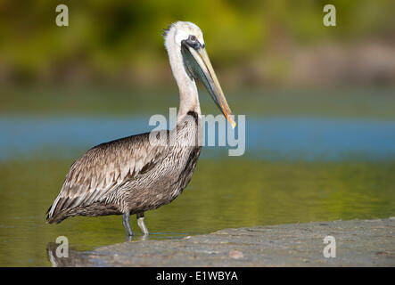 Brauner Pelikan (Pelecanus Occidentalis) - Fort Myers Beach, Florida Stockfoto