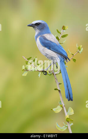 Florida Scrub Jay (Aphelocoma Coerulescens) - Cruickshank Heiligtum, Florida Stockfoto