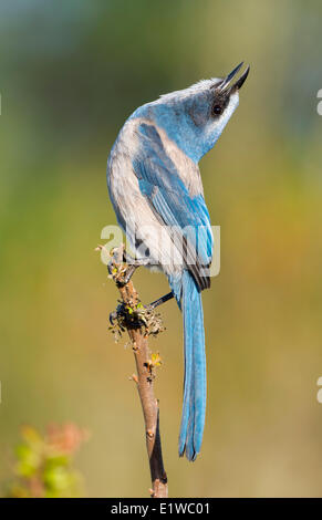 Florida Scrub Jay (Aphelocoma Coerulescens) - Cruickshank Heiligtum, Florida Stockfoto